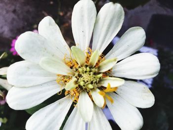 Close-up of white flower