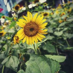 Close-up of yellow flower