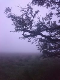 Trees in foggy weather