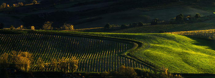 Scenic view of agricultural field