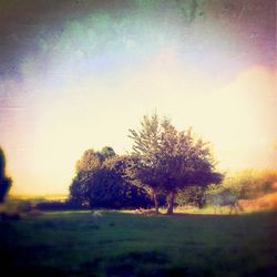 Scenic view of grassy field against sky