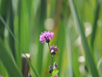 Close-up of pink flower