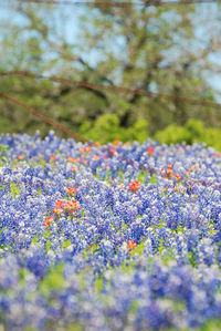 Close-up of purple flowering plant on field