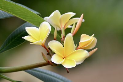 Close-up of white flower