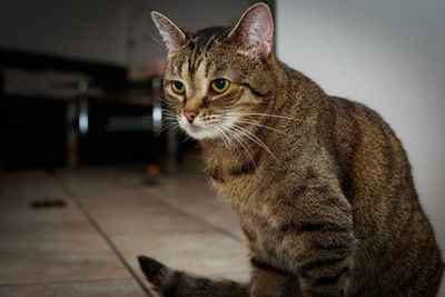 Close-up portrait of cat