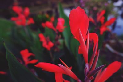 Close-up of red flowering plant