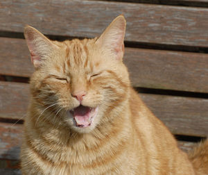 Close-up of ginger cat