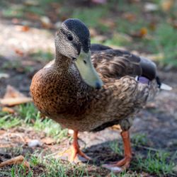 Close-up of mallard duck on field