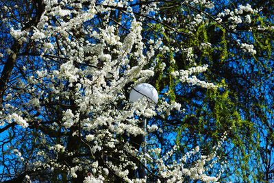 Low angle view of white tree against blue sky