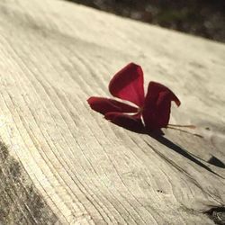 Close-up of red flower