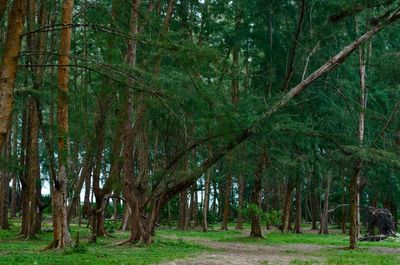 Trees in forest