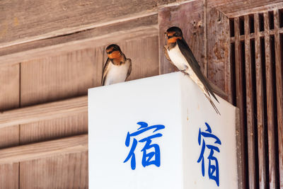 Low angle view of swallow 