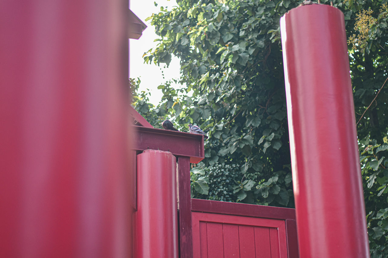 red, plant, pink, architecture, tree, built structure, no people, building exterior, day, green, nature, building, outdoors, house, entrance, wood, door