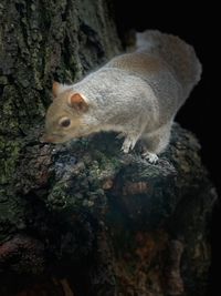 Close-up of a squirrel on tree trunk