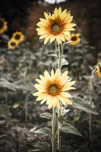 Close-up of yellow flower