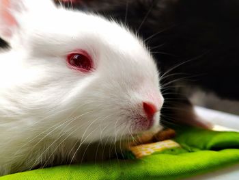 Close-up of white cat