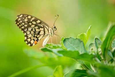 Photo of a lime butterfly perched on a leaf
