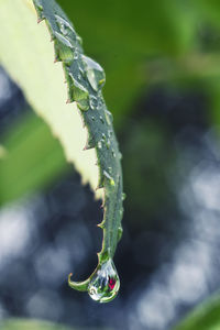 Close-up of insect on leaf