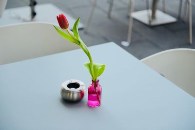 Close-up of potted plant on table