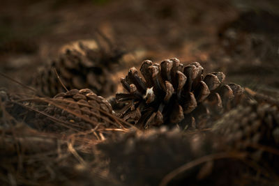 Close-up of pine cone on field