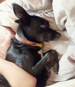 Close-up of dog relaxing on bed at home