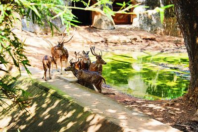 View of deer on tree trunk