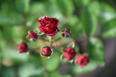 Close-up of roses against blurred background