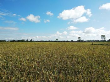 Scenic view of agricultural field against sky