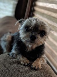 Portrait of dog relaxing at home