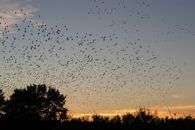 Silhouette birds flying against sky during sunset