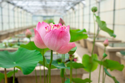 Close-up of pink lotus water lily in greenhouse