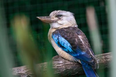 Close-up of bird perching on tree