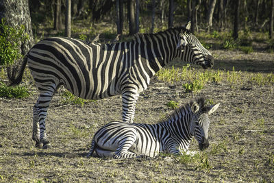 Zebras standing in a field