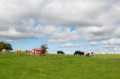 Cows grazing in the field