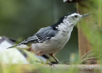 Close-up of bird perching on wood