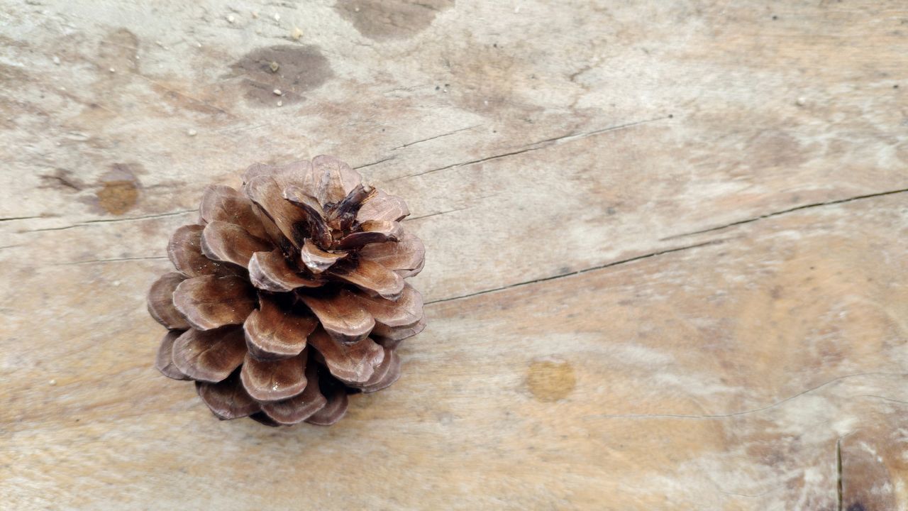 CLOSE-UP OF PINE CONE ON FLOOR