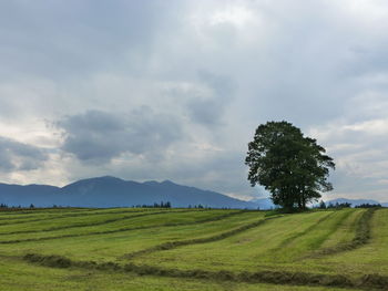 Scenic view of agricultural field against sky