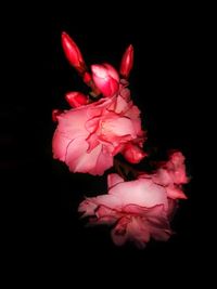 Close-up of pink rose against black background