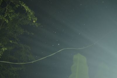 Low angle view of trees against sky
