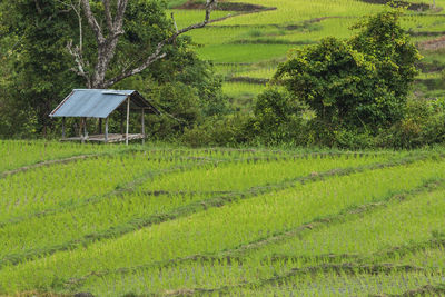 Beautiful view, rice terraces, mae klang luang, doi inthanon, chiang mai, thailand