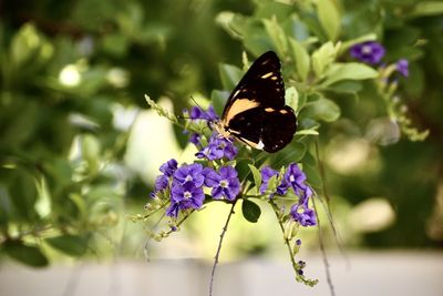 Close-up of butterfly pollinating on purple flower