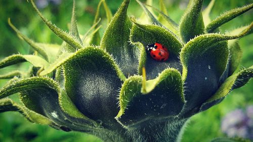 Close-up of ladybug on bud