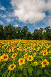 Scenic view of sunflower field against cloudy sky