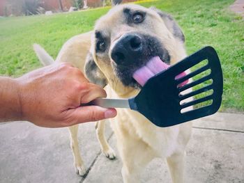 Close-up of hand holding dog