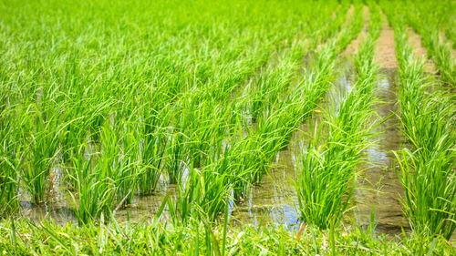 Crops growing on field