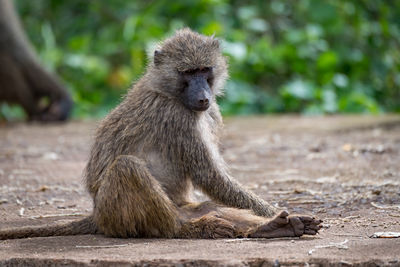 Monkey sitting on land