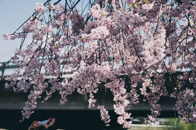 Pink cherry blossoms in spring