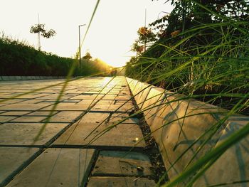 Close-up of grass against sky during sunset