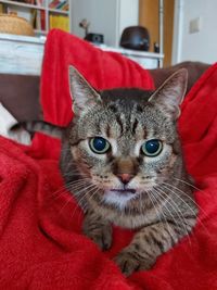 Close-up portrait of a cat