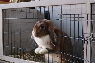 View of monkey in cage